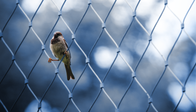 Silver Sparrow